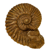 Load image into Gallery viewer, Aulacostephanus (aulacostephanoides) autissiodorensis