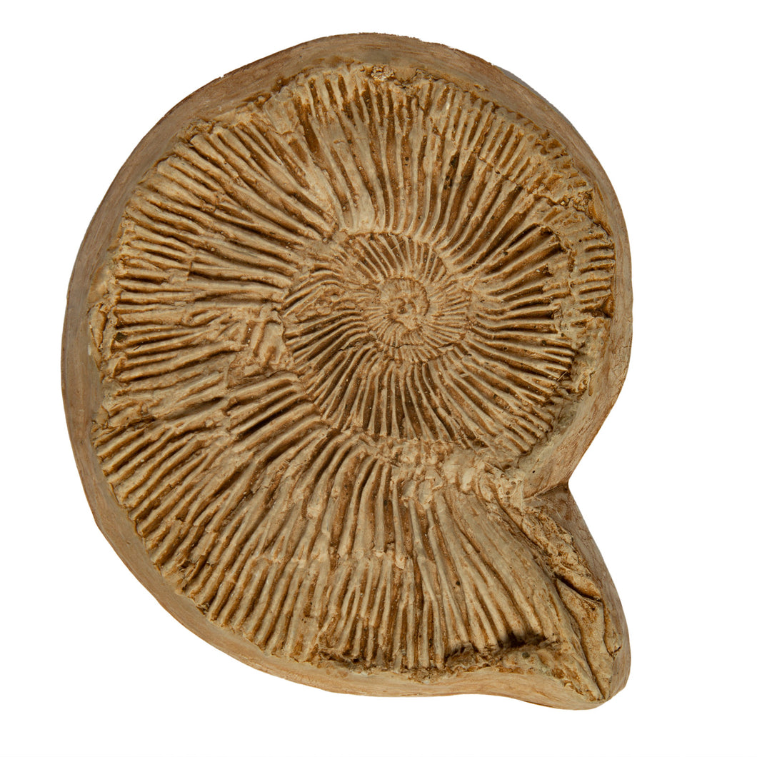 Pectinatites (virgatosphinctoides) elegans