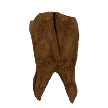 Load image into Gallery viewer, Coelodonta antiquitatis Tooth