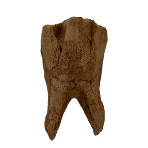 Coelodonta antiquitatis Tooth