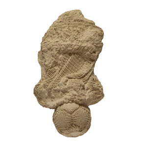 Crotalocrinites rugosus