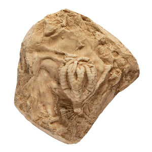 Taxocrinus tuberculatus