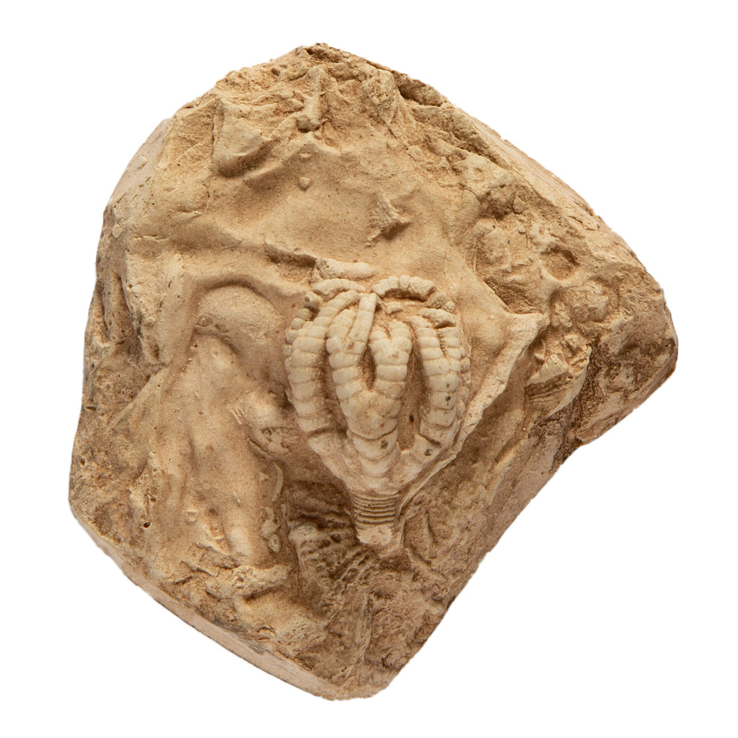 Taxocrinus tuberculatus