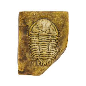 Ktenoura retrospinosa