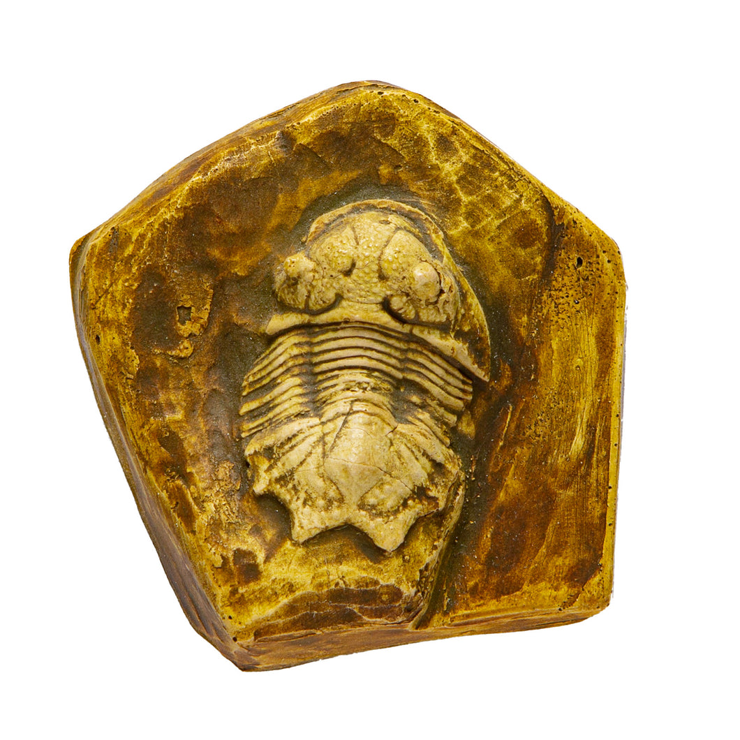 Hemiarges scutalis