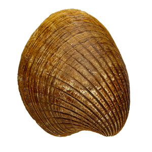 Venericardia (venericor) planicosta
