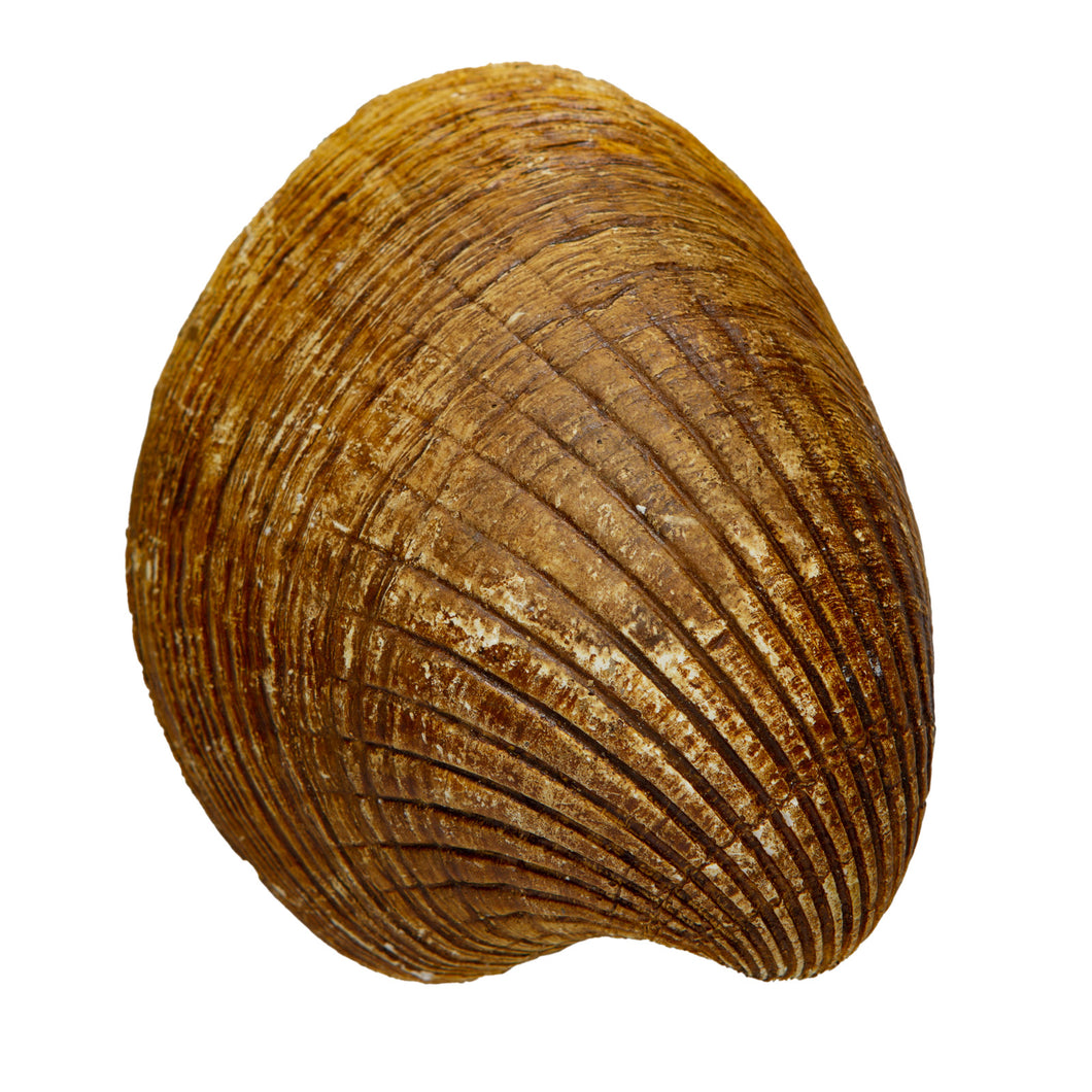 Venericardia (venericor) planicosta