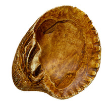 Load image into Gallery viewer, Venericardia (venericor) planicosta