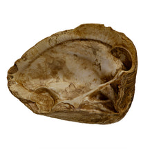 Load image into Gallery viewer, Crassatella (crassatella) plumbea
