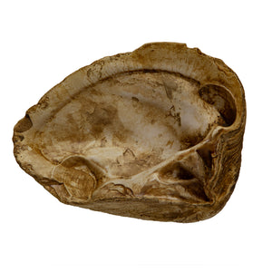 Crassatella (crassatella) plumbea