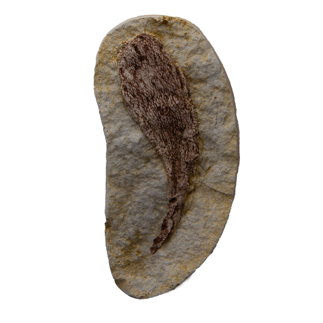Phlebolepis elegans