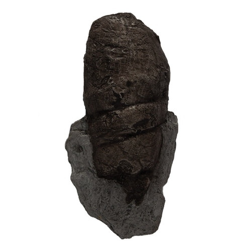 Coprolite