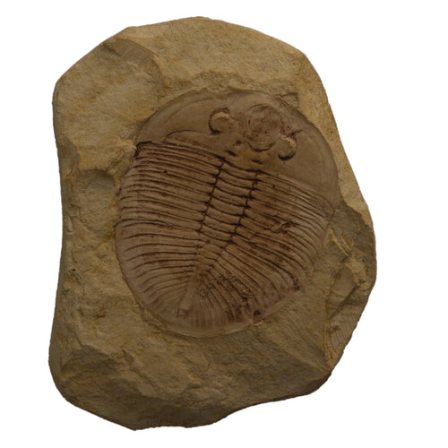 Ogygiocarella angustissima Trilobite