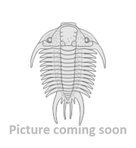 Subcraspedites (volgidiscus) lamplughi