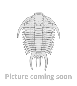 Paradoxides minor