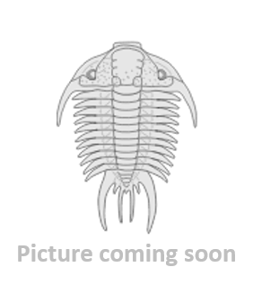 Paradoxides minor